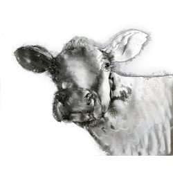 Aluminium Wandbild Kuh 80cm x 100cm